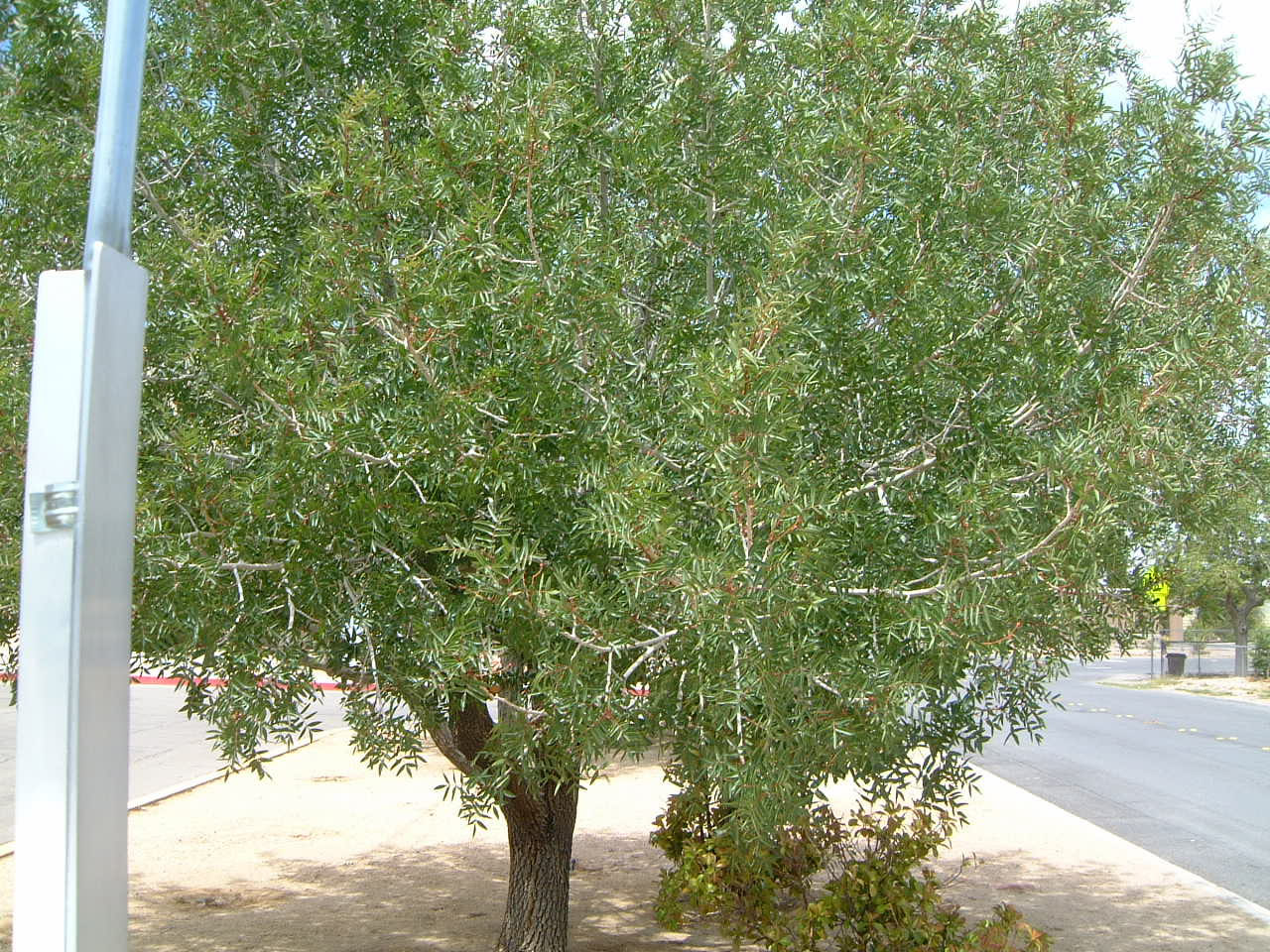 Indian Springs Nevada — Looking from the station (North)